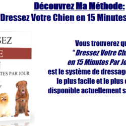 Square chien1