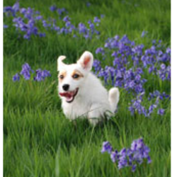 Square chien2
