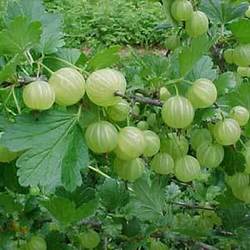 Square amla4