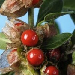 Square ashwagandha2
