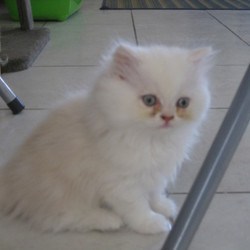 Square chaton2