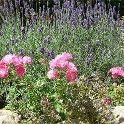 Square lavande et roses gro 