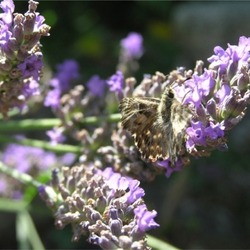 Square lavendel1