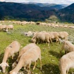 Square dom moutons paros mg 4325 cc lagrave 2