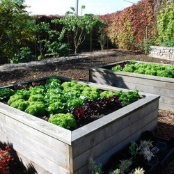 Square potager carre01