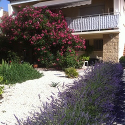 Square 32 jardin   lavande et laurier 