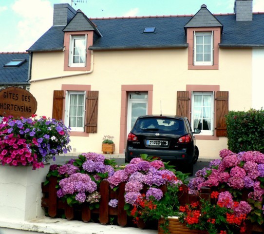 Agite les hortensias 002 640x480