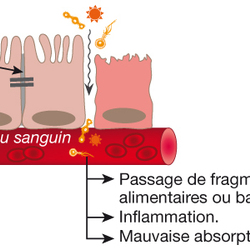 Square etancheite cellules intestin