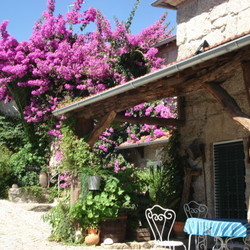 Square bougainvillier