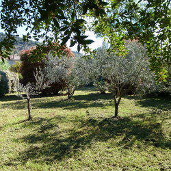 Square jardinjmb