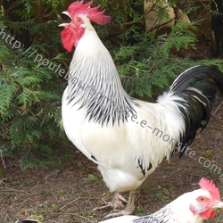 Square chant de coq