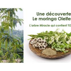 Square image sur le moringa