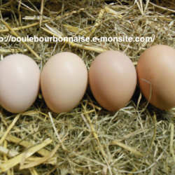 Square formes et couleurs des oeufs de poules bourbonnaises