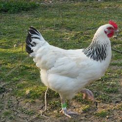 Square poule bourbonnaise   copie