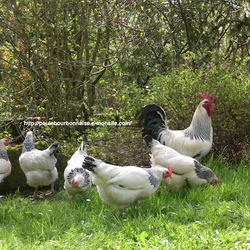 Square parquet de poules bourbonnaises