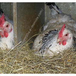 Square poules bourbonnaises dans leur nid
