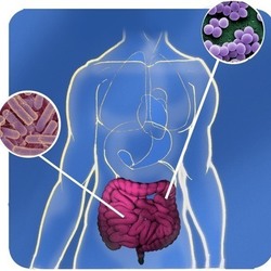 Square bacteries intestin image