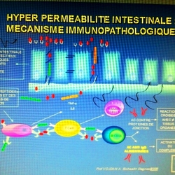 Square hyper permeabilite mecanisme