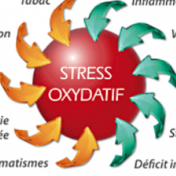 Square shema stress oxydatif