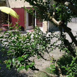 Square bellevue cottage   gite les iris la terrasse  juin 2014   bergerac  9 
