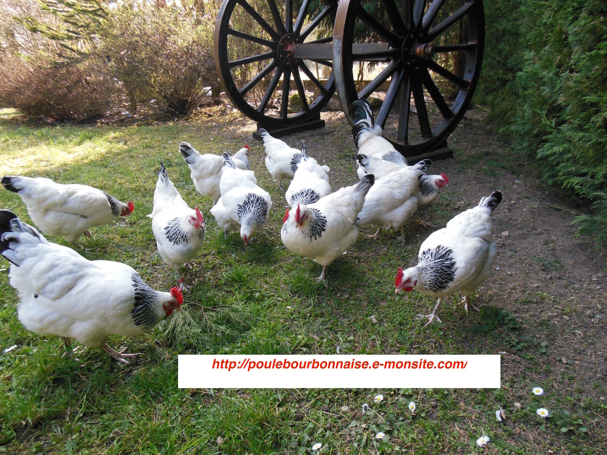 Les volailles bourbonnaises