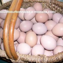 Square oeufs